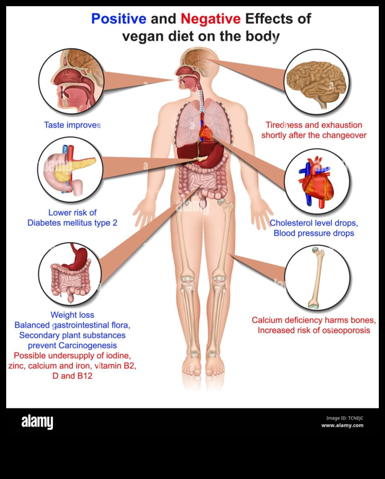 Imaginea corpului vegan O perspectivă pozitivă 4 Veganismul și imaginea corporală pozitivă: cultivarea iubirii de sine