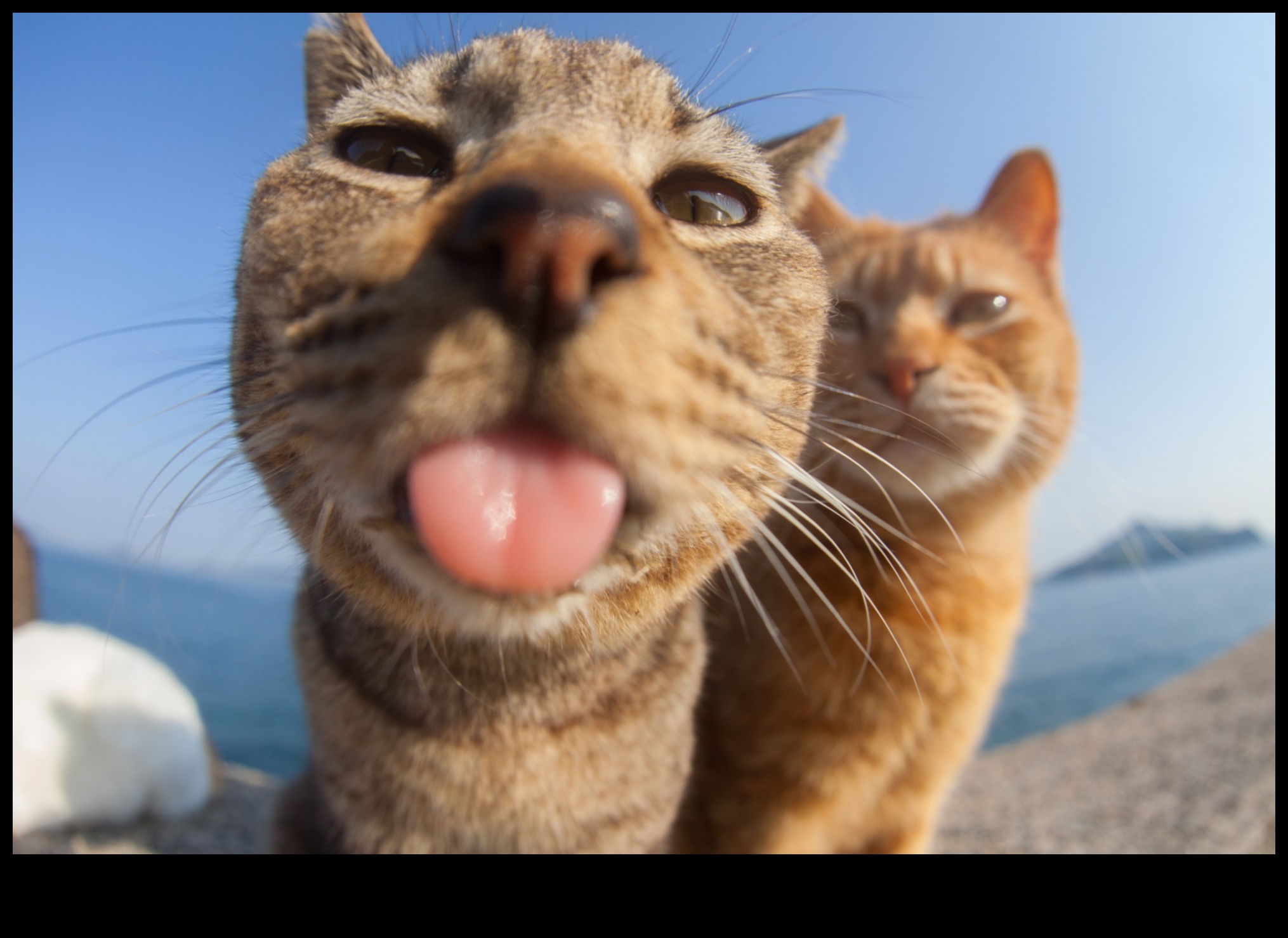 Comedie cu pisici Explorând latura mai ușoară a umorului cu pisici 3 Comedie cu pisici: Explorând latura mai ușoară a umorului cu pisici