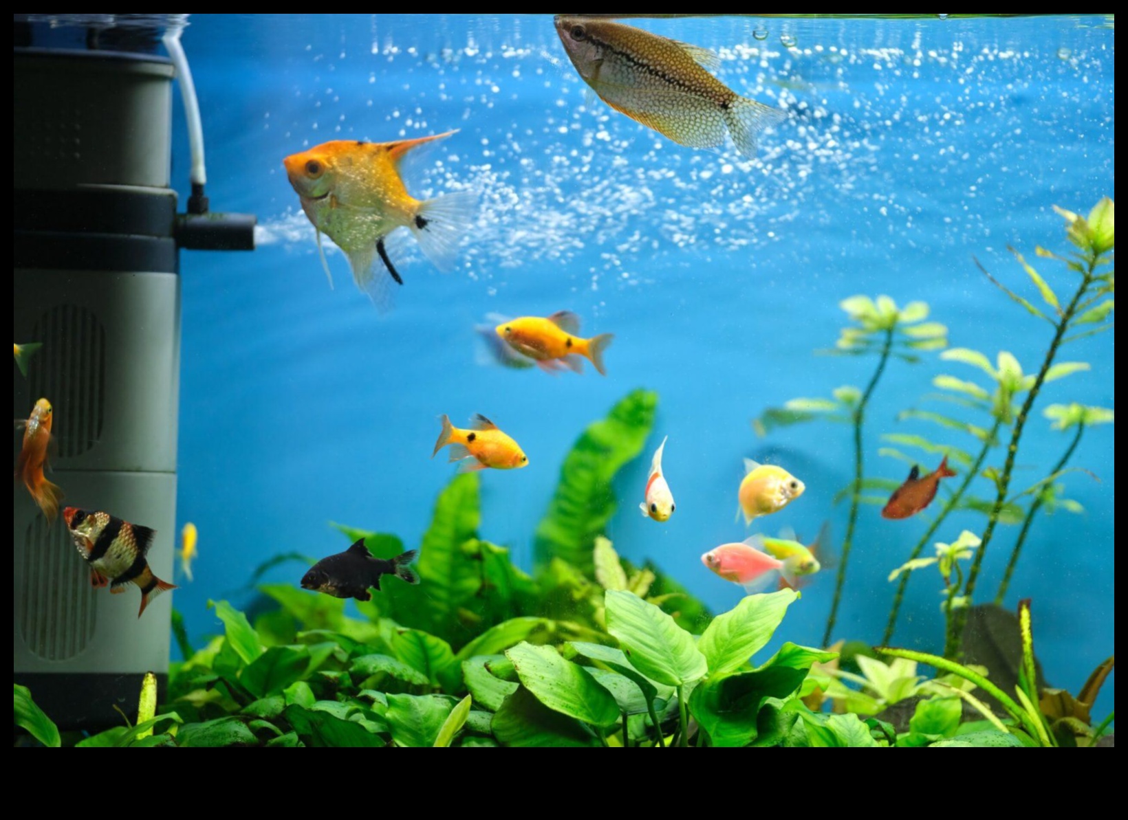 Fish Tank Funhouse Proiectarea unui mediu jucăuș pentru pești 5 Fish Tank Funhouse: Proiectarea unui mediu jucăuș pentru pești