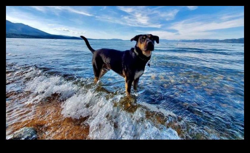 Destinații pentru câini care planifică evadarea perfectă pentru animalele de companie 3 Destinații pentru câini: planificarea evadarii perfecte pentru animalele de companie