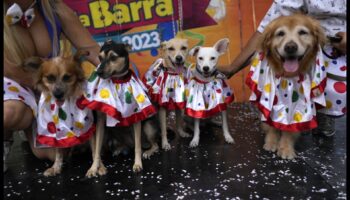 Carnavalul Canin: Activități interesante pentru câini energici