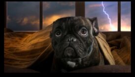 Confortul canin în timpul furtunilor: ameliorarea anxietății pe vreme tunsoasă