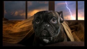 Confortul canin în timpul furtunilor: ameliorarea anxietății pe vreme tunsoasă