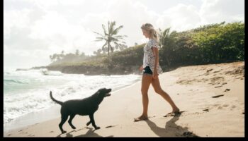 Destinații pentru câini: planificarea evadarii perfecte pentru animalele de companie