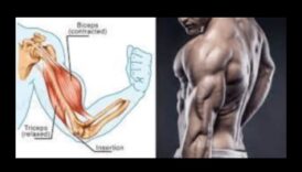 Dynamic Arm Duo Antrenează bicepși și tricepși despre o forță echilibrată 4 Dynamic Arm Duo: Antrenamente pentru bicepși și tricepși pentru o forță echilibrată