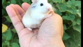 Repere ale hamsterilor: accesorii fascinante pentru rozătoare mici