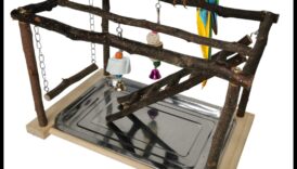 Biban și joacă: Idei de activități pentru papagalul tău de companie