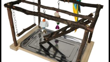 Biban și joacă: Idei de activități pentru papagalul tău de companie