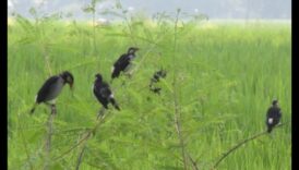 Păsări și agricultură: impactul vizitatorilor cu pene asupra fermelor