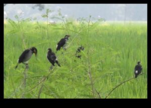 Păsări și agricultură: impactul vizitatorilor cu pene asupra fermelor