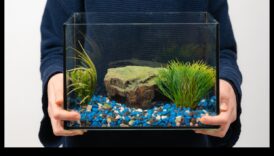 DIY Tank de pește Continuare: Reciclare și reciclare în decorul acvariului