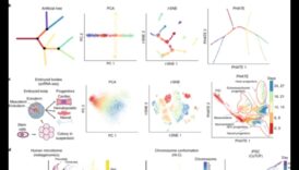 Vizualizarea posibilităților genetice: limbajul biotehnologiei